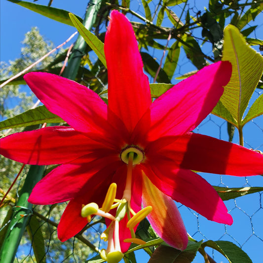 Vanilla Passionfruit (aka Red Banana Passionfruit)
