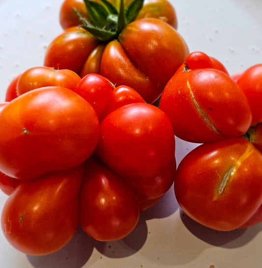 Reisetomate (aka Voyager) - Heirloom Tomato