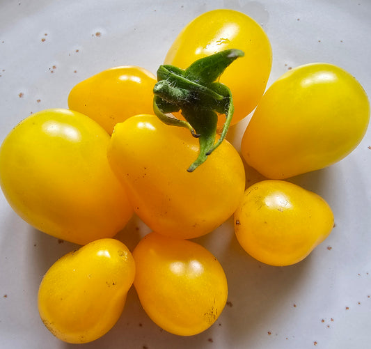 Yellow Pear - Heirloom Tomato