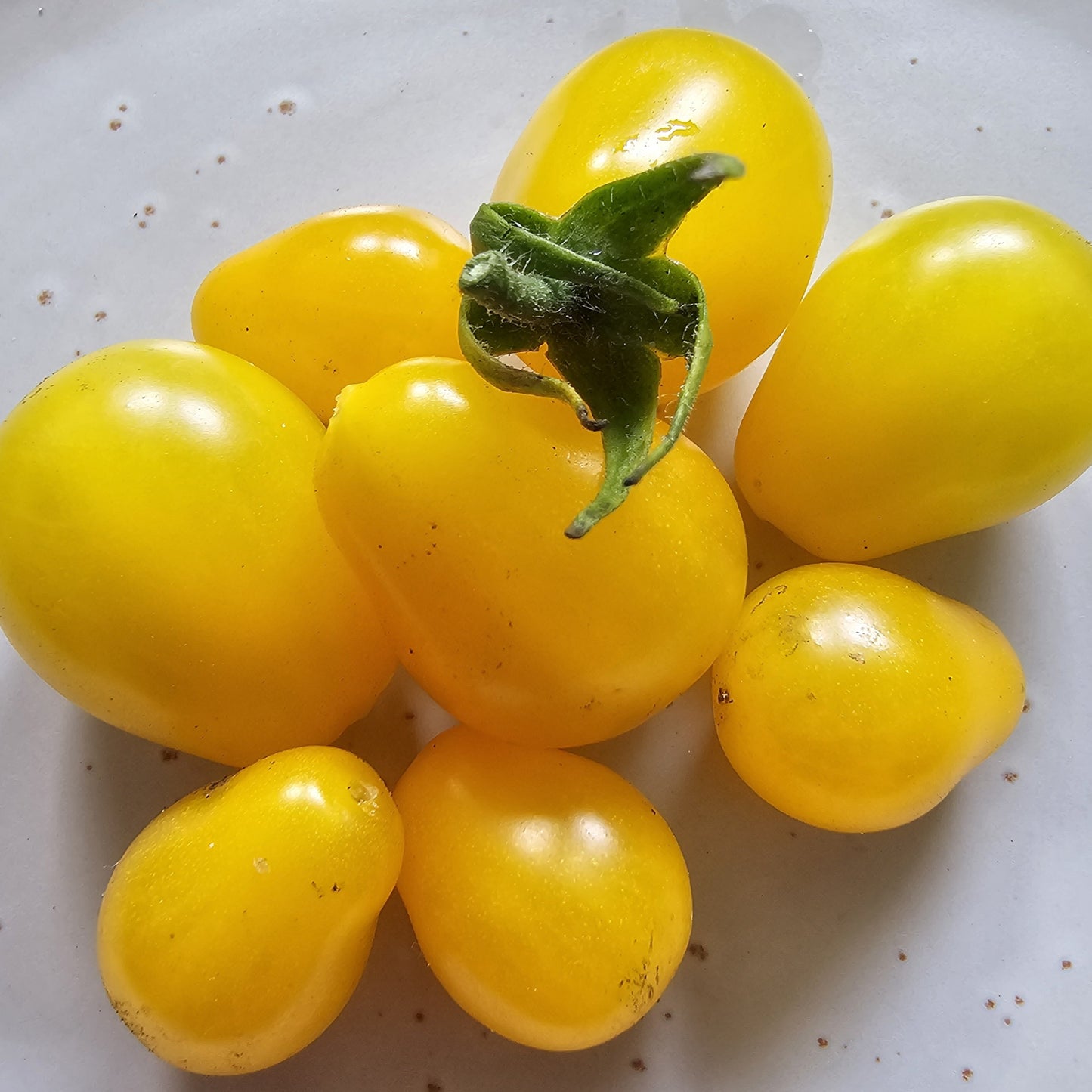 Yellow Pear - Heirloom Tomato