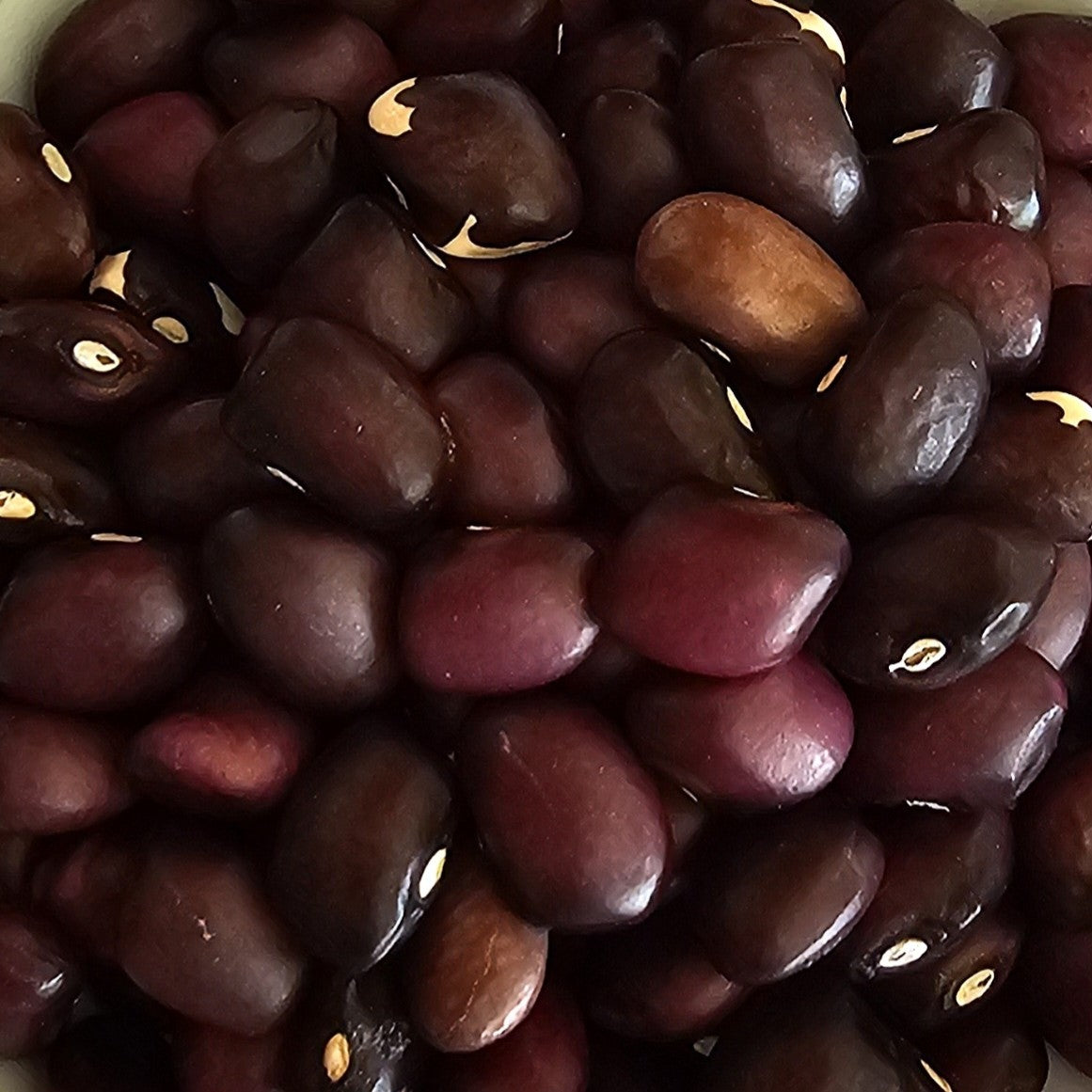 Rydal A Yellow Wax - Heirloom Bean